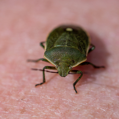 Chlorochroa juniperina
