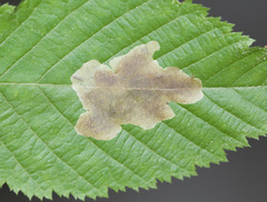 Cameraria ostryarella