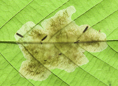 Cameraria ostryarella