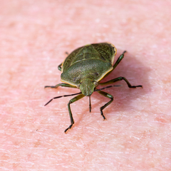 Chlorochroa juniperina