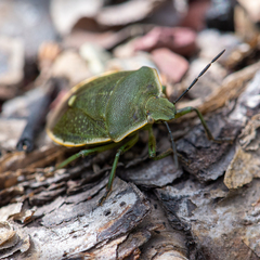 Chlorochroa juniperina