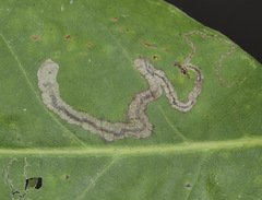 Stigmella quercipulchella