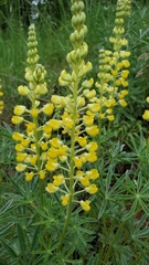 Lupinus sulphureus