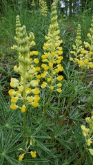Lupinus sulphureus