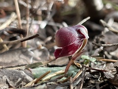 Corybas unguiculatus