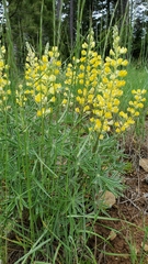 Lupinus sulphureus