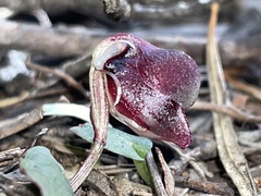 Corybas unguiculatus