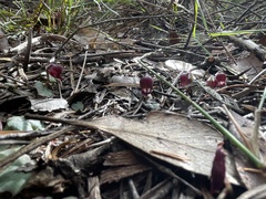 Corybas unguiculatus
