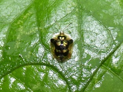 Deloyala insubida