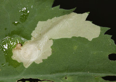 Astrotischeria astericola