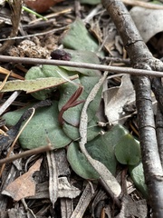 Corybas unguiculatus