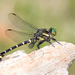 Zebra Clubtail - Photo (c) Greg Lasley, some rights reserved (CC BY-NC), uploaded by Greg Lasley