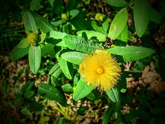 Hypericum frondosum