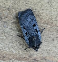 Parabagrotis insularis