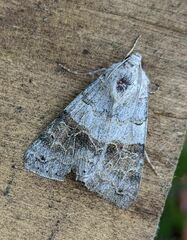 Drasteria scrupulosa