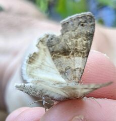 Drasteria scrupulosa