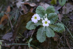 Primula nana