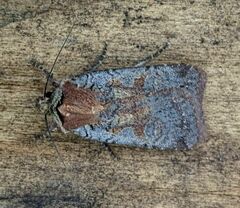 Parabagrotis insularis