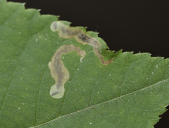 Cameraria caryaefoliella