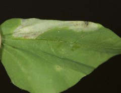 Macrosaccus morrisella