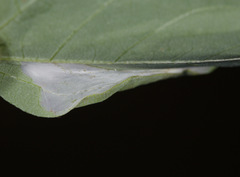 Macrosaccus morrisella