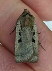 Parabagrotis insularis