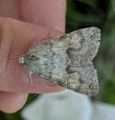 Drasteria scrupulosa