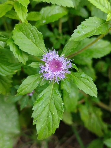Centratherum punctatum