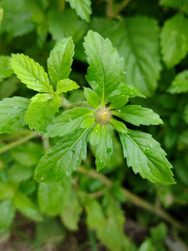 Centratherum punctatum