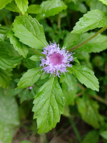 Centratherum punctatum