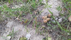 Oxytropis leptophylla