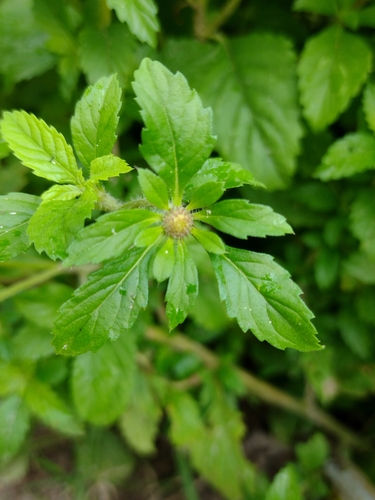 Centratherum punctatum