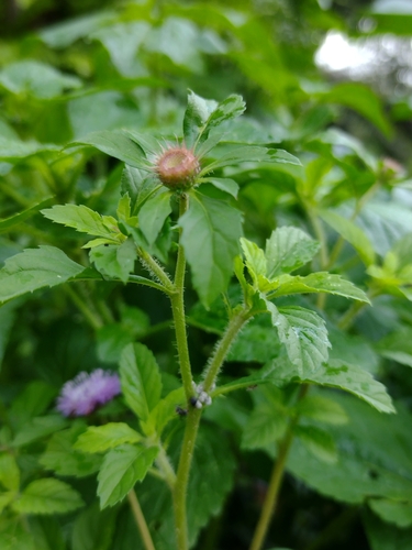 Centratherum punctatum