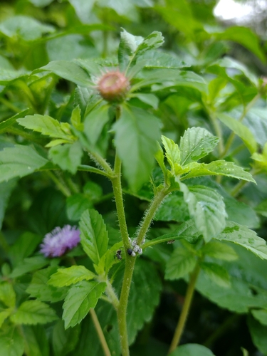 Centratherum punctatum