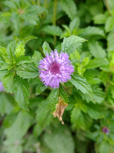 Centratherum punctatum
