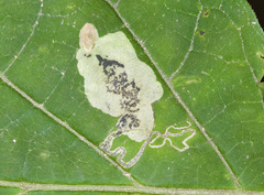 Aspilanta hydrangaeella