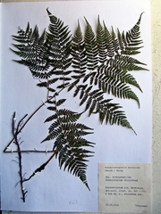 Athyrium spinulosum