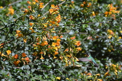 Lampornis