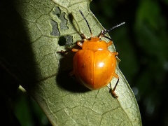 Corynomalus laevigatus