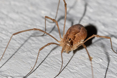 Rilaena triangularis