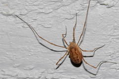 Rilaena triangularis