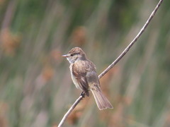 Empidonax albigularis