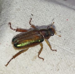 Dichelonyx subvittata