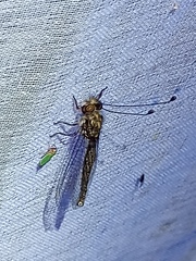 Ululodes macleayanus