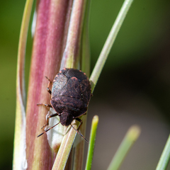 Holcostethus abbreviatus