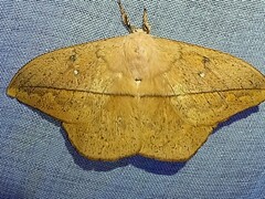 Lonomia electra