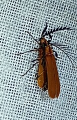 Calocladon testaceum