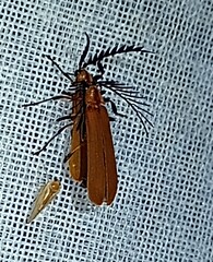 Calocladon testaceum