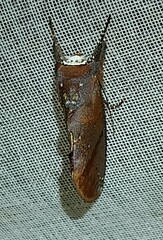 Hemiceras nigrescens