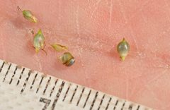 Carex sinclairii